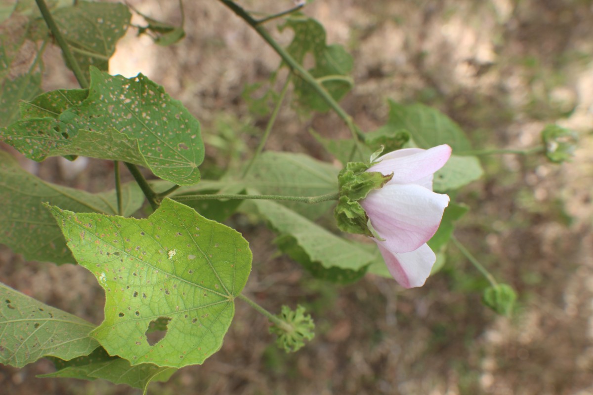 Hibiscus platanifolius (Willd.) Sweet